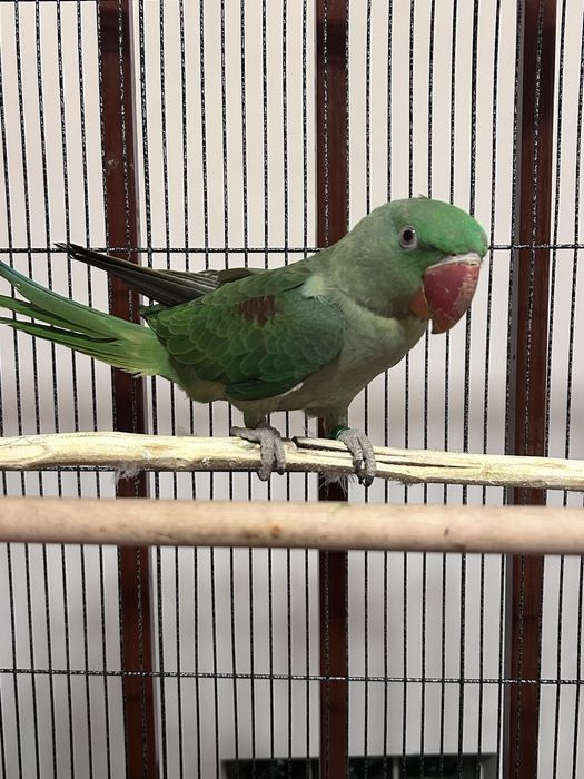 Marele Alecandru Pui