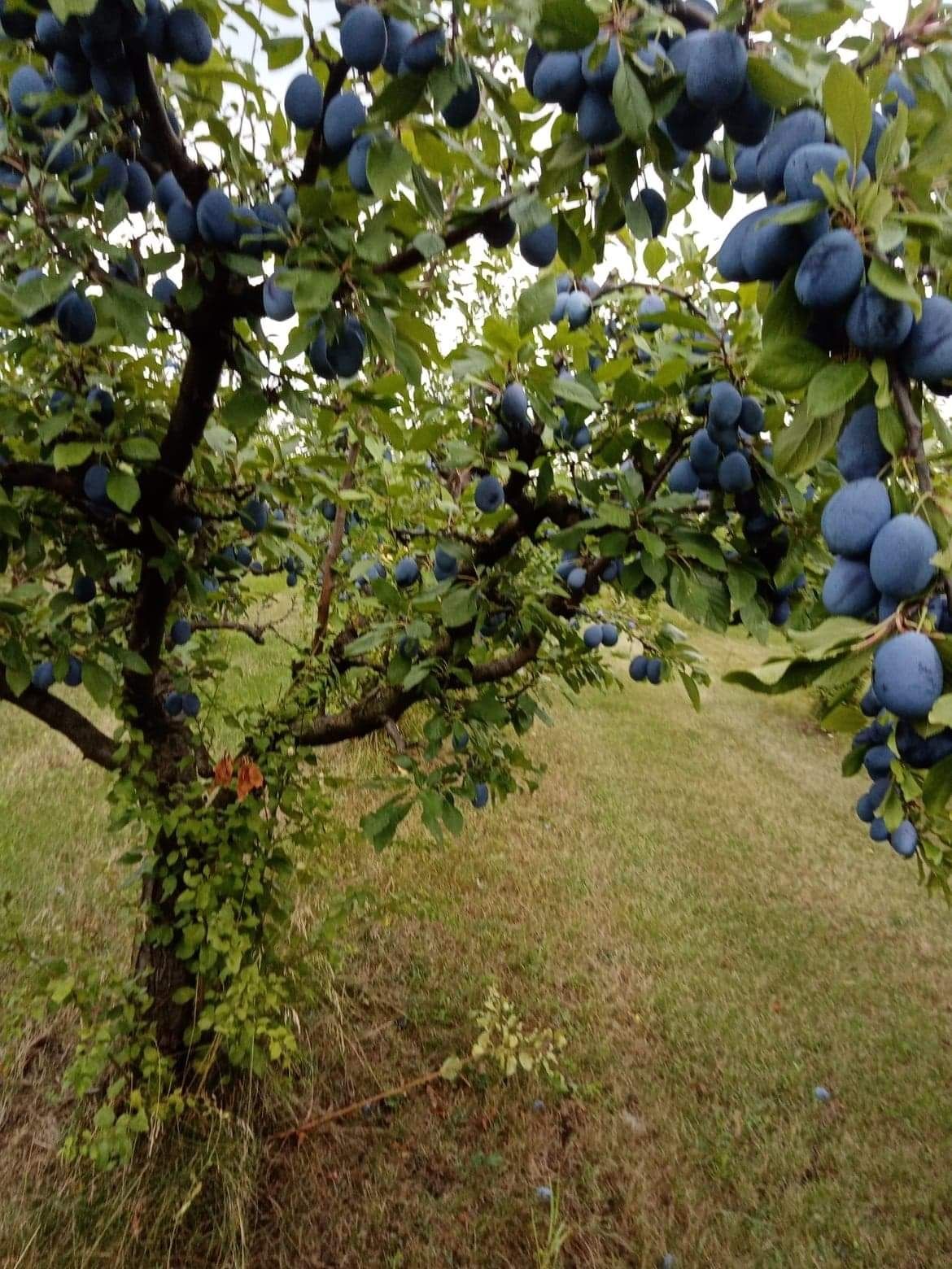 De vânzare pomi fructiferi