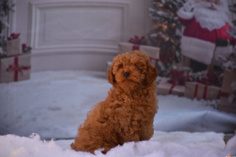 Той пудел (Toy poodle)