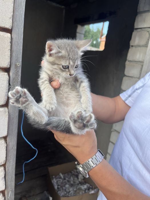 Отдам котят в добрые руки!