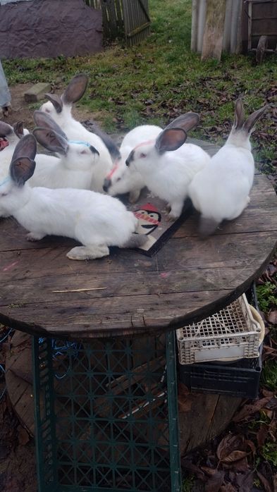 Tineret Uriaș de Transilvania