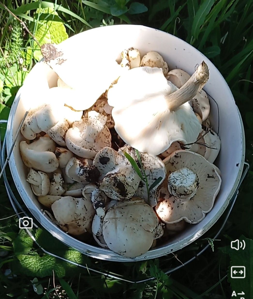 Продам белый гриб