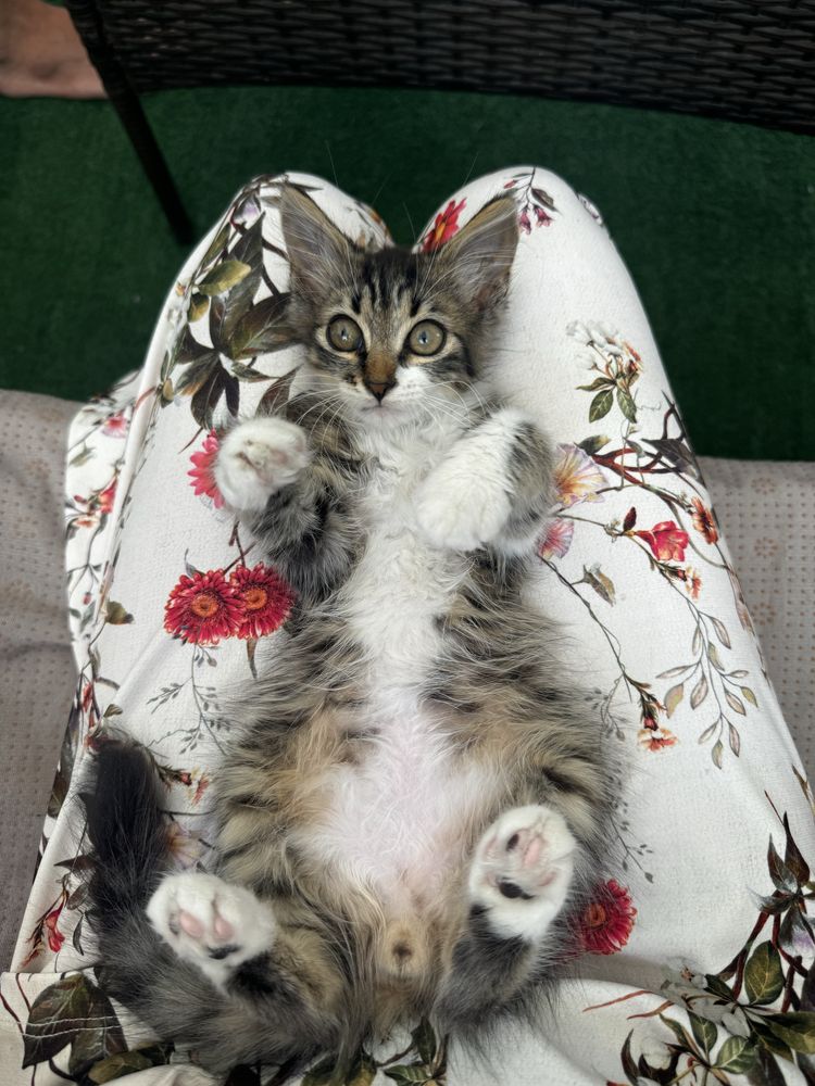 Подарява се женско коте