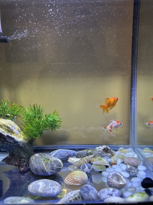 Оборудван аквариум + подаръци