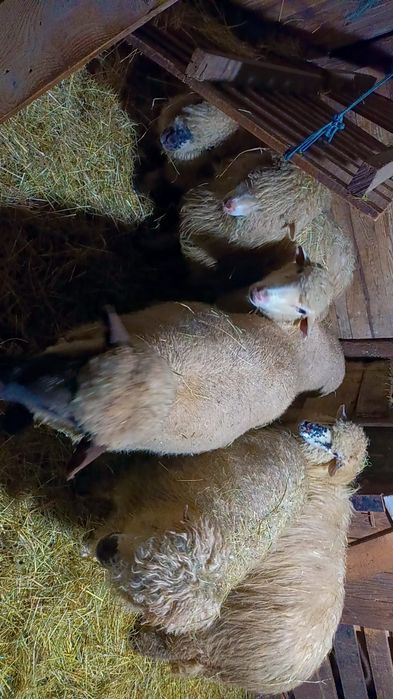 Oii de vânzare pentru mai multe detalii la telefon