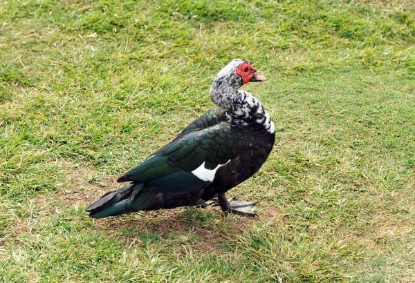 Rațe leșești si rațoi