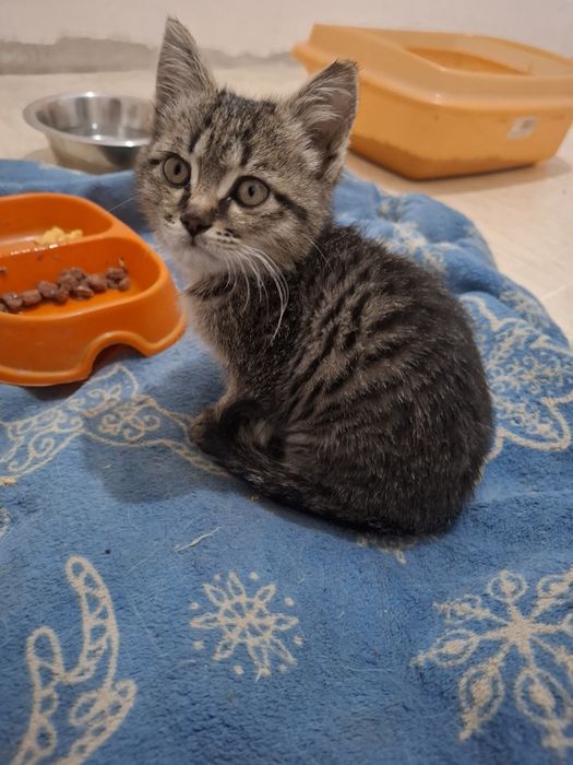 Котенок в добрые руки