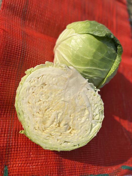 Капуста. маг.Фермерский ОРТ)