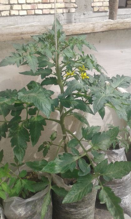 Энг зурлари бизда