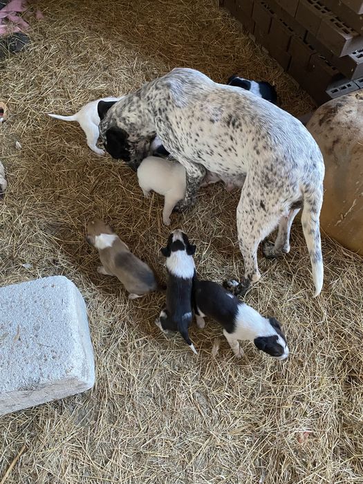 GRATUIT  6 caini ideali pentru PAZA