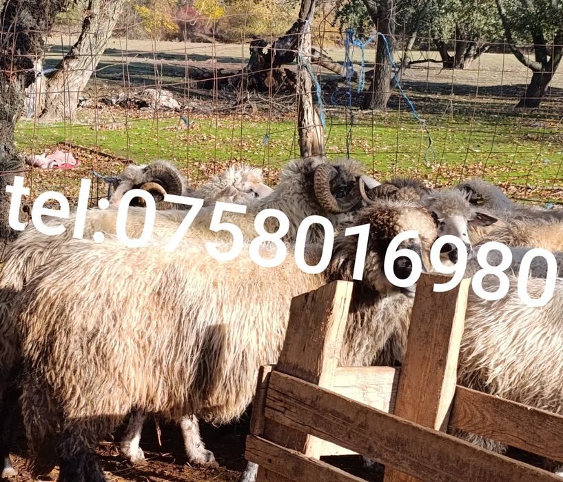 Vând oi reforme grase