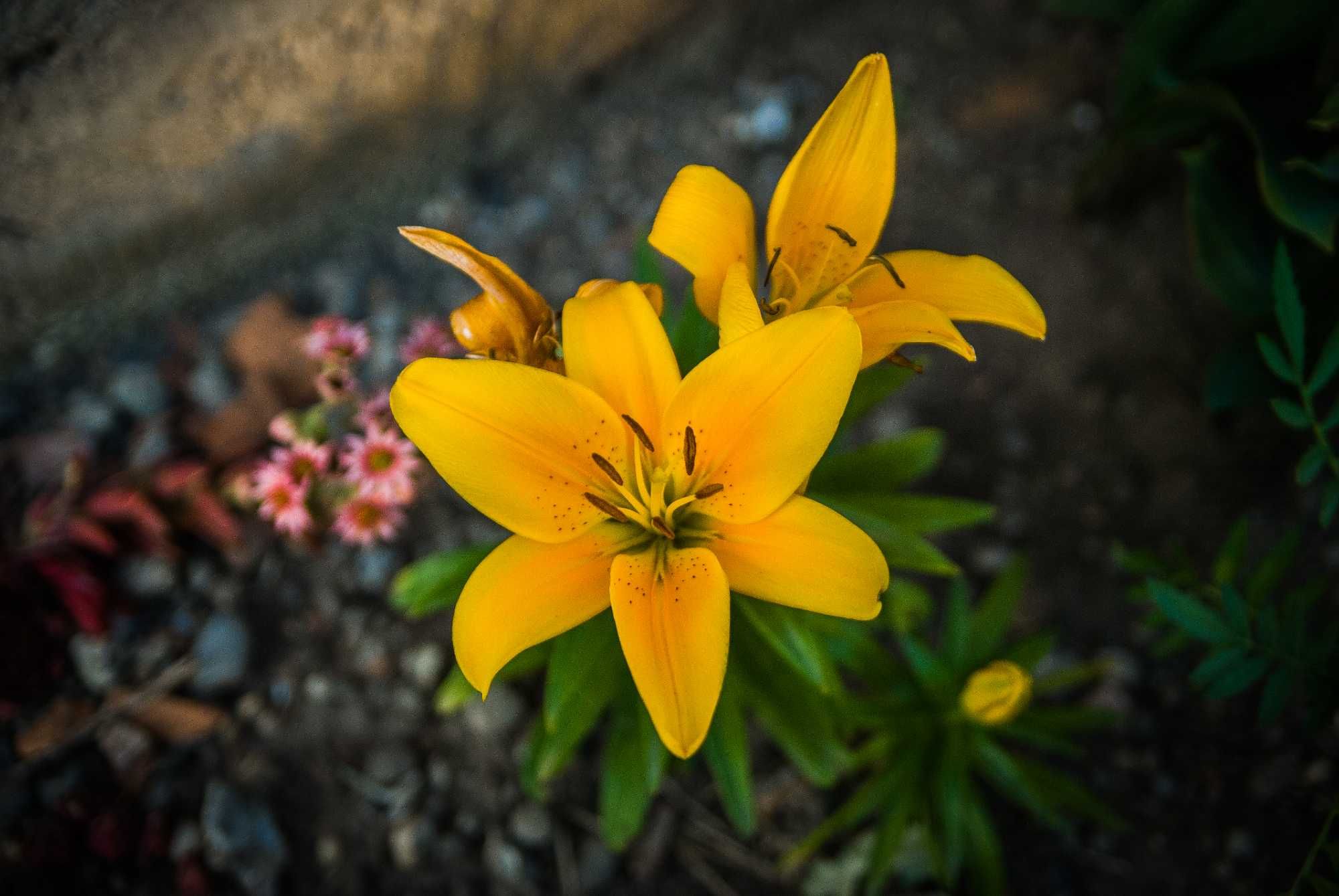 aparat foto nikon d80 sub 8k poze ca nou.