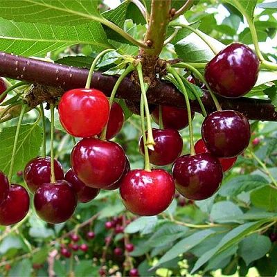 Продам смородину чёрную и вишню крупная дачная