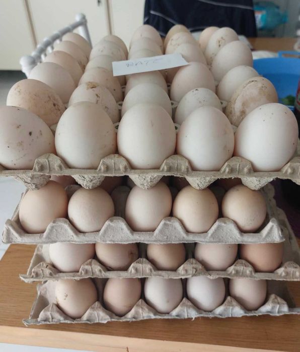 Vând ouă de rață și găină proaspete, de la păsări crescute natural