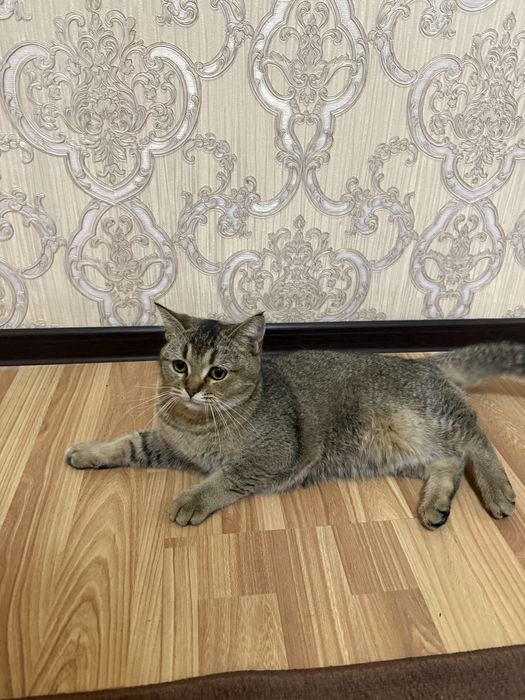 Кошка скоттиш страйт