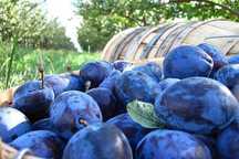 Prune pentru masa, gem, tuica