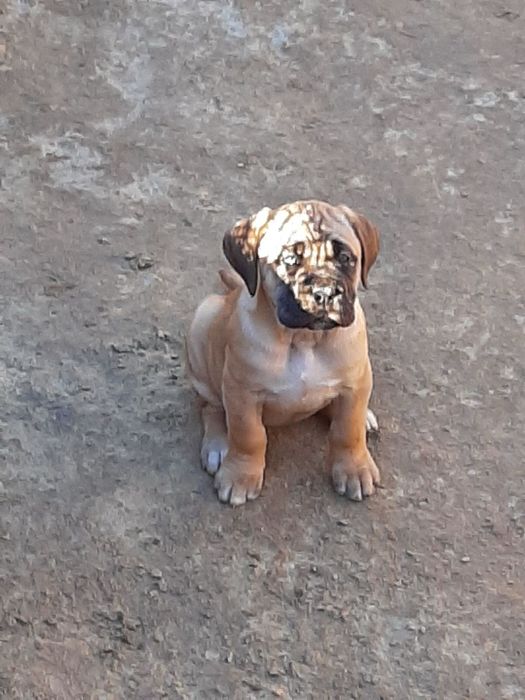 Продавам кане корсо