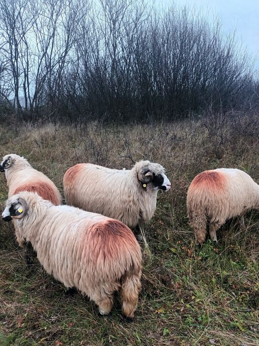 Vând berbec stramior!