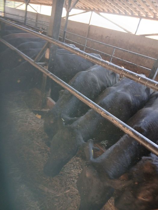 Vanzare tauri angus