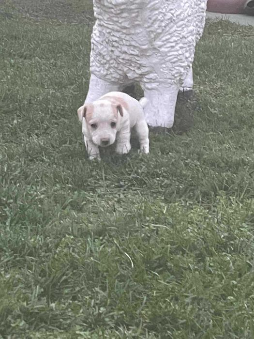 Джак Ръсел 2 Женски