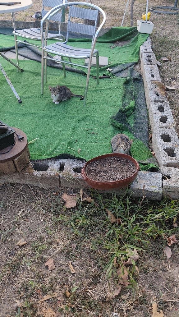 Малки игриви котенца