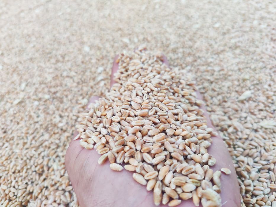 Ovaz, orzoaica de primavara, grau, porumb recolta 2025