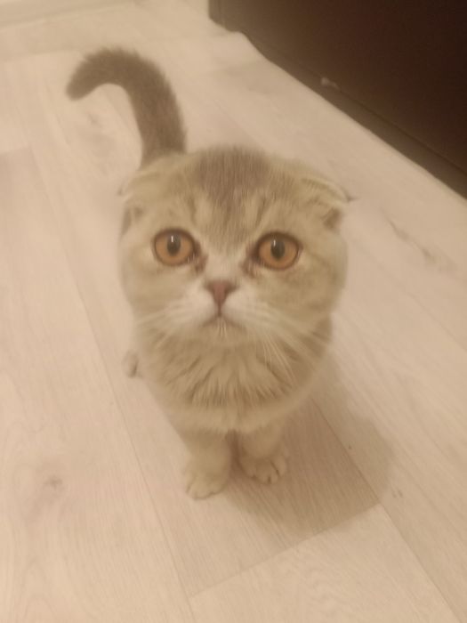 Шотландская вясолуха