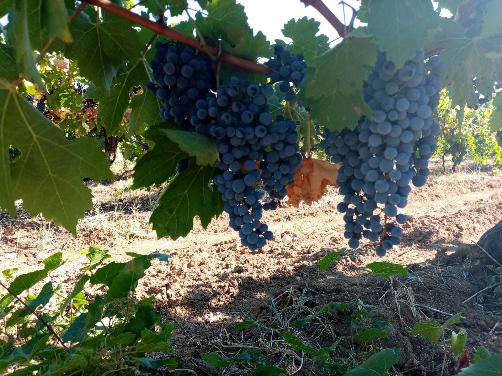Продавам грозде Каберне, Совиньон и Ркацители