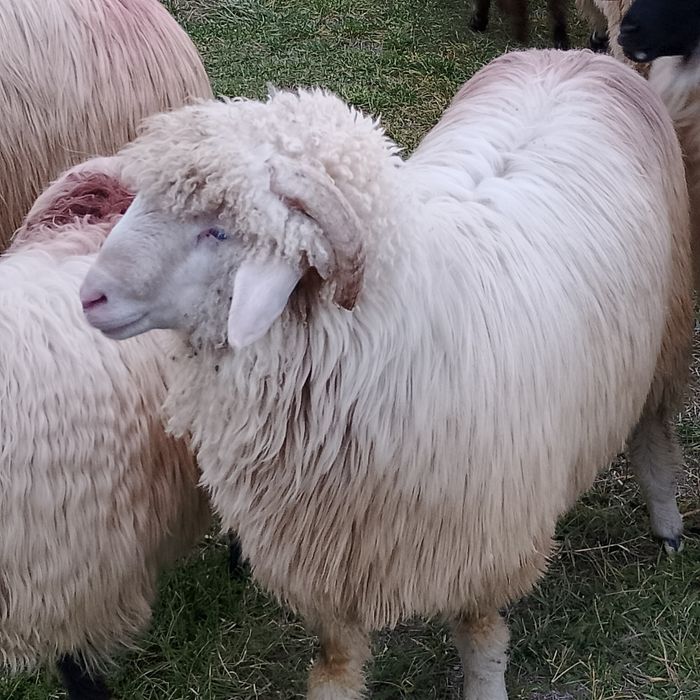 Noatin de vanzare băl