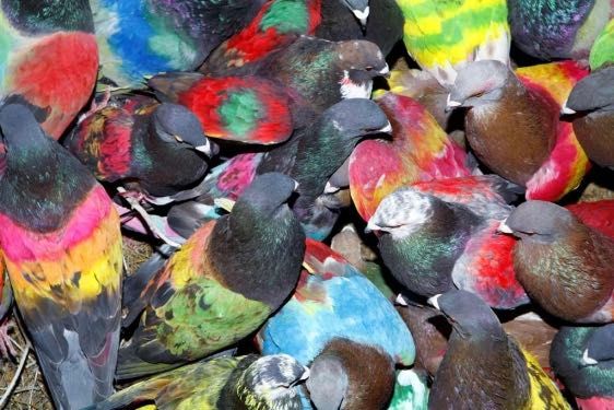 Боя за Гълъби боядисване на гълъби за състезание