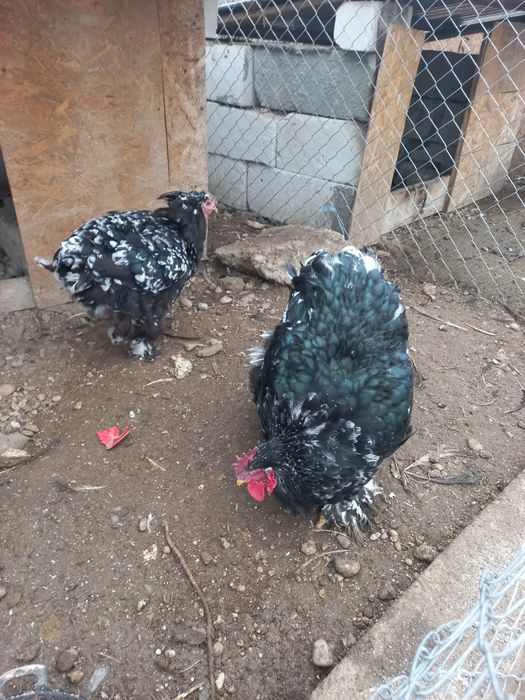 Vând cochin urias , pitic și iepuroaica UG