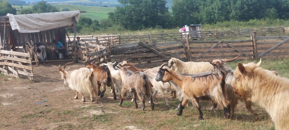 Vând 12 capre 4 capre cu lapte 3 iedițe si 4 țapi