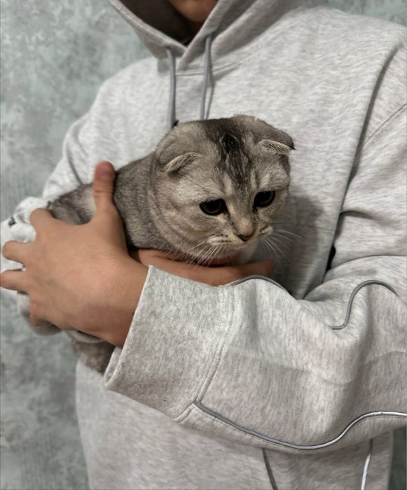 Скоттиш Фолд 6 мес