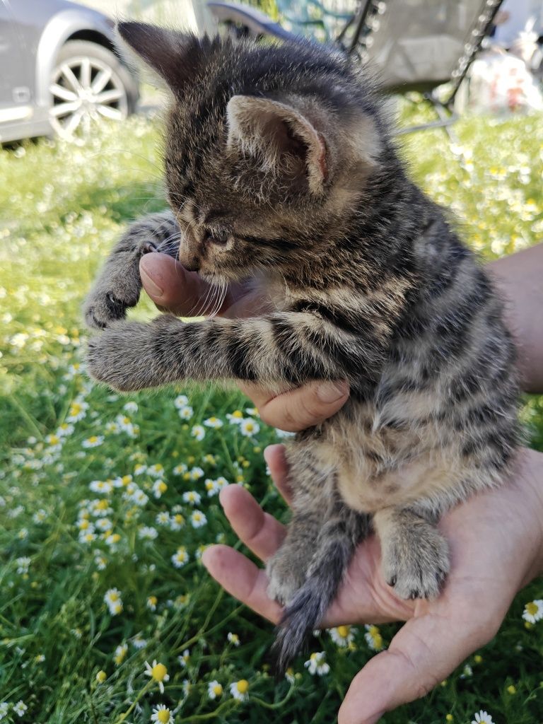 Donez 7 pisoi tarcati obișnuiți cu oamenii și la litiera