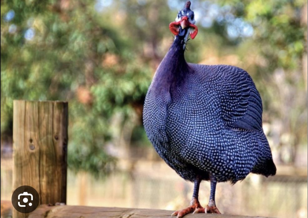 Цесарка 4 ойлигдан бошлаб