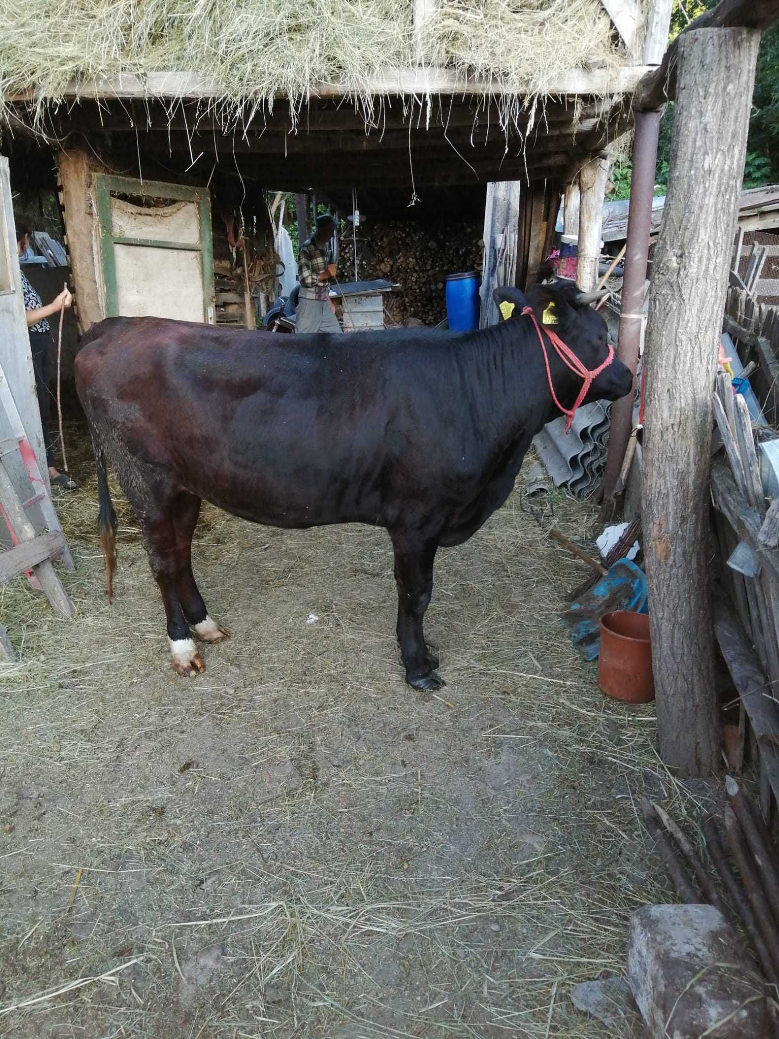 Junica de vânzare