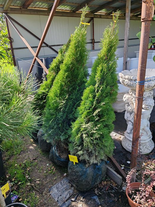 Tuia la ghiveci de la 70  cm la 1.8 m