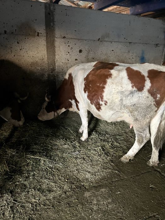 De vinzare vaca baltata