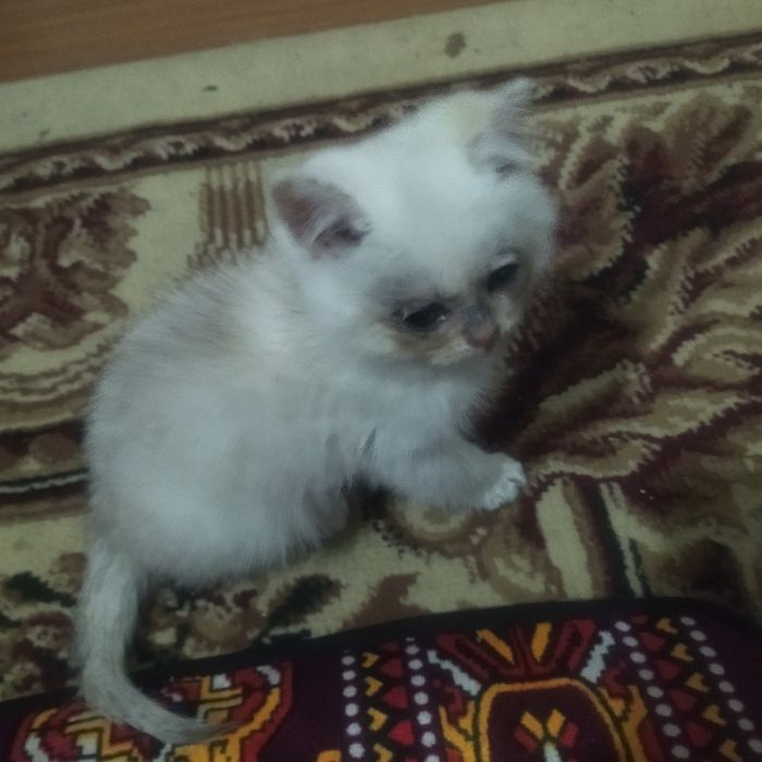 Britan toza qon qiz mushuca 2 oylik