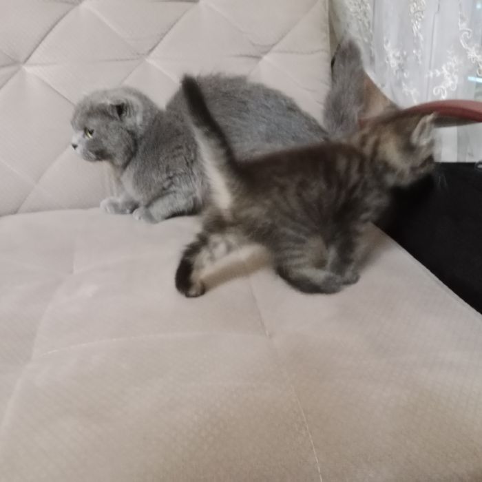 Sotiladi bolasini oganga onasi tekin