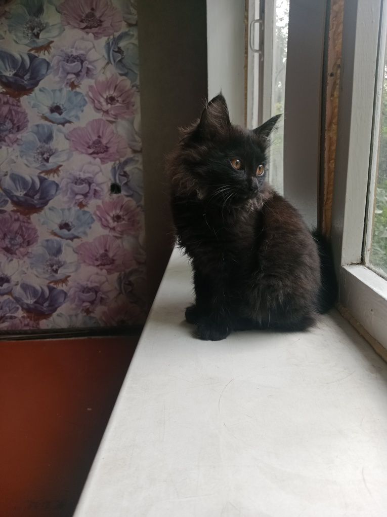 Котята в поисках дома