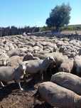 Vând oi 750 buc merinos tinere de ținut.
