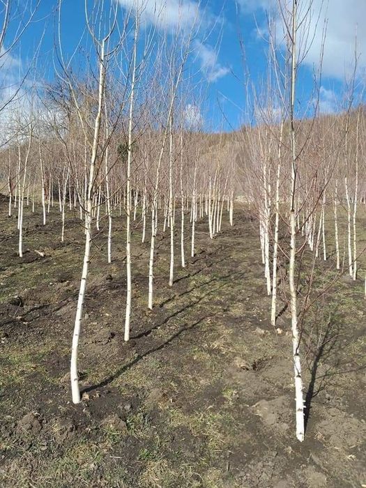 Vând mesteacăn cu coaja alba