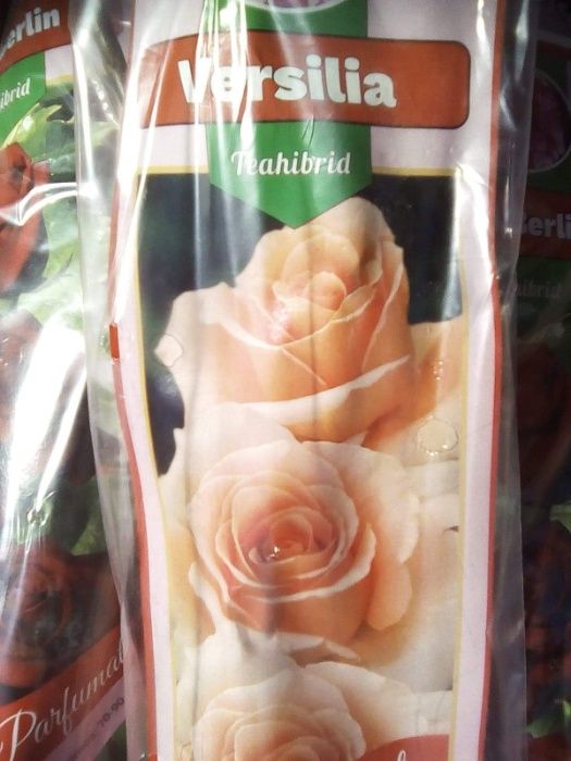 Oportunitate Butasi trandafiri tuia seminte legume gust etc
