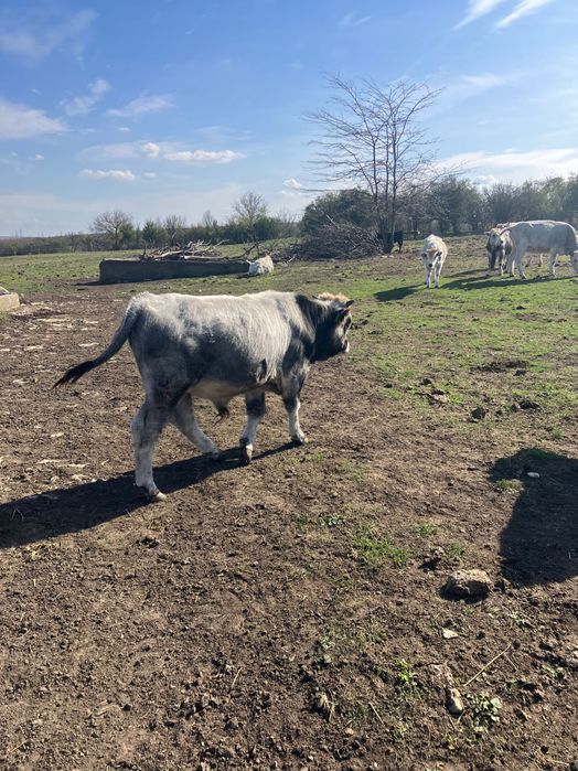 Мъжки телета сиво говедо - 6 лв на килограм
