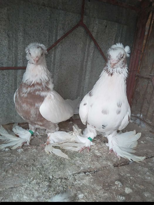 Porumbei jucători de uzbekistan