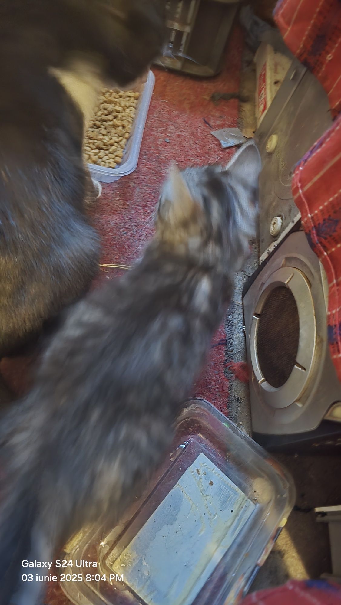 Dau spre adopție pisici