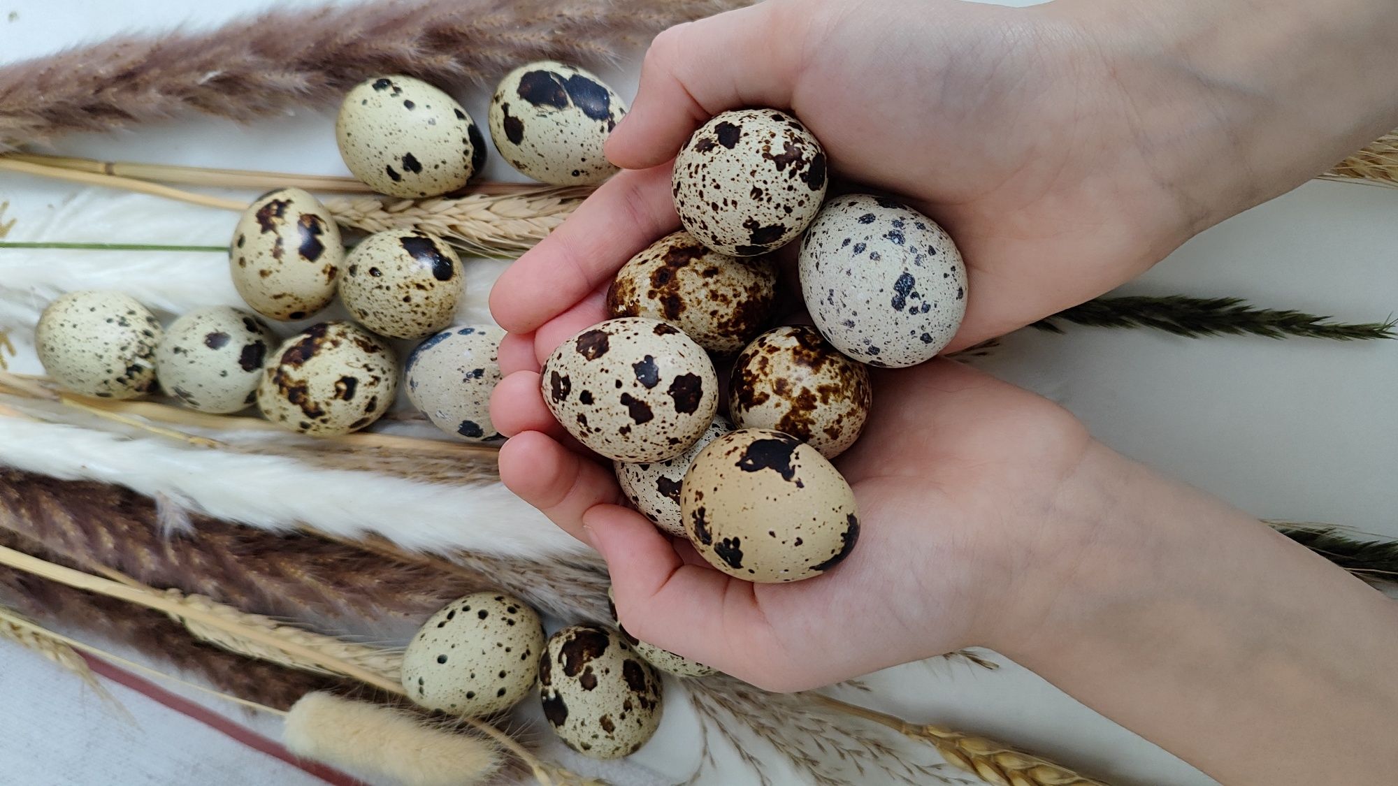 Яйца домашних перепелов