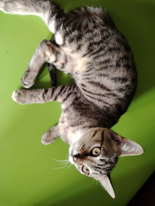 Отдаётся даром очень красивый котёнок