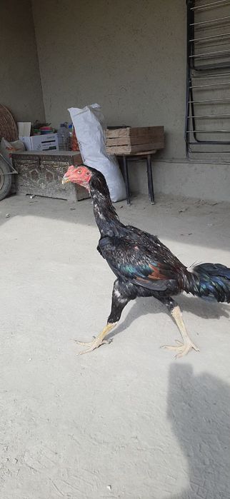 Sotiladi yaxshi xoʻroz